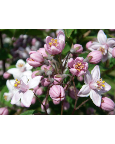 Дейція гібридна Монт Роуз | Deutzia hybrida Mont RoseДейция гибридная Монт Роуз | Deutzia hybrida Mont Rose