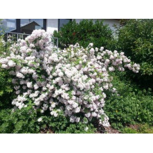 Дейція гібридна Монт Роуз | Deutzia hybrida Mont RoseДейция гибридная Монт Роуз | Deutzia hybrida Mont Rose