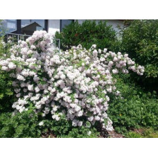 Дейція гібридна Монт Роуз | Deutzia hybrida Mont RoseДейция гибридная Монт Роуз | Deutzia hybrida Mont Rose