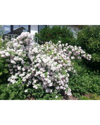 Дейція гібридна Монт Роуз | Deutzia hybrida Mont RoseДейция гибридная Монт Роуз | Deutzia hybrida Mont Rose