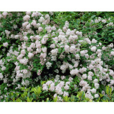 Дейція гібридна Монт Роуз | Deutzia hybrida Mont RoseДейция гибридная Монт Роуз | Deutzia hybrida Mont Rose