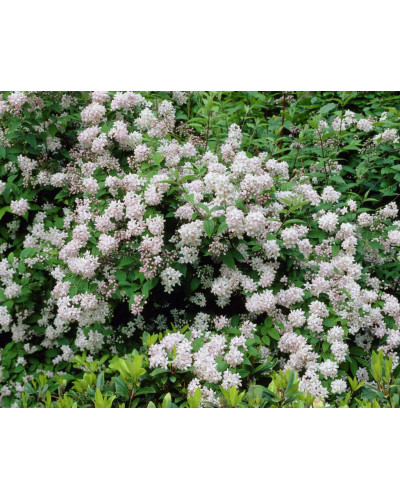 Дейція гібридна Монт Роуз | Deutzia hybrida Mont RoseДейция гибридная Монт Роуз | Deutzia hybrida Mont Rose