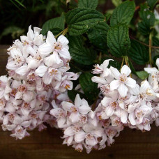 Дейція гібридна Монт Роуз | Deutzia hybrida Mont RoseДейция гибридная Монт Роуз | Deutzia hybrida Mont Rose