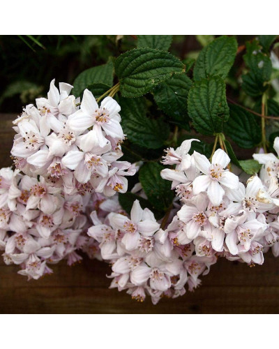 Дейція гібридна Монт Роуз | Deutzia hybrida Mont RoseДейция гибридная Монт Роуз | Deutzia hybrida Mont Rose