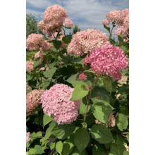 Гортензія деревоподібна Пінк Аннабель | Hydrangea arborescens Pink Annabelle | Гортензия древовидная Пинк Аннабель