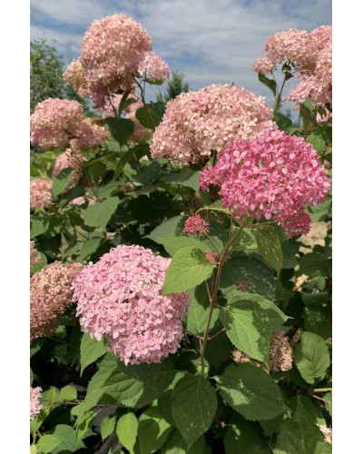 Гортензія деревоподібна Пінк Аннабель | Hydrangea arborescens Pink Annabelle | Гортензия древовидная Пинк Аннабель