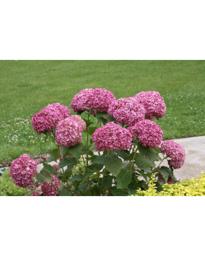 Гортензія деревоподібна Пінк Аннабель | Hydrangea arborescens Pink Annabelle | Гортензия древовидная Пинк Аннабель