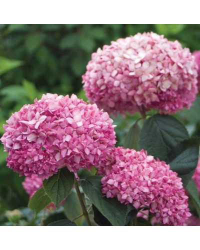 Гортензія деревоподібна Пінк Аннабель | Hydrangea arborescens Pink Annabelle | Гортензия древовидная Пинк Аннабель