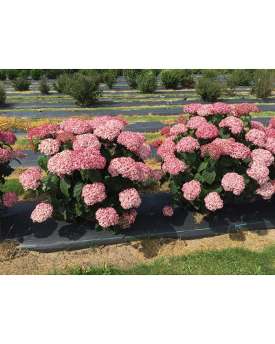 Гортензія деревоподібна Пінк Аннабель | Hydrangea arborescens Pink Annabelle | Гортензия древовидная Пинк Аннабель