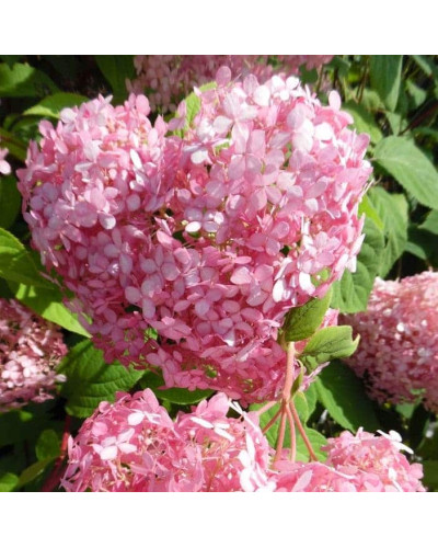 Гортензія деревоподібна Пінк Аннабель | Hydrangea arborescens Pink Annabelle | Гортензия древовидная Пинк Аннабель