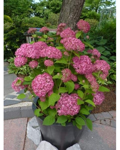 Гортензія деревоподібна Пінк Аннабель | Hydrangea arborescens Pink Annabelle | Гортензия древовидная Пинк Аннабель