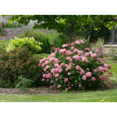 Гортензія деревоподібна Пінк Аннабель | Hydrangea arborescens Pink Annabelle | Гортензия древовидная Пинк Аннабель