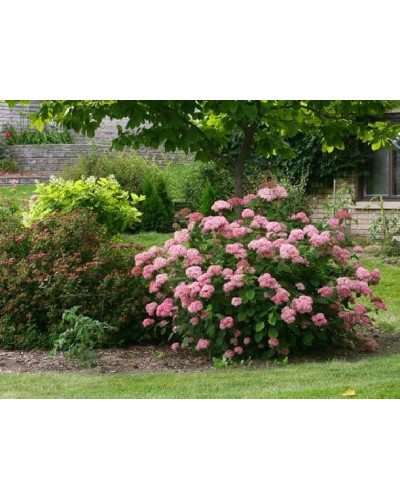 Гортензія деревоподібна Пінк Аннабель | Hydrangea arborescens Pink Annabelle | Гортензия древовидная Пинк Аннабель