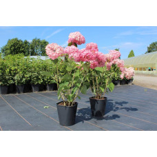 Гортензія деревоподібна Пінк Аннабель | Hydrangea arborescens Pink Annabelle | Гортензия древовидная Пинк Аннабель