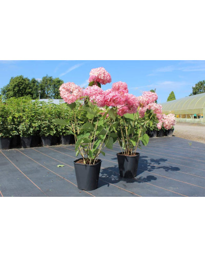 Гортензія деревоподібна Пінк Аннабель | Hydrangea arborescens Pink Annabelle | Гортензия древовидная Пинк Аннабель