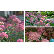 Гортензія деревоподібна Пінк Аннабель | Hydrangea arborescens Pink Annabelle | Гортензия древовидная Пинк Аннабель