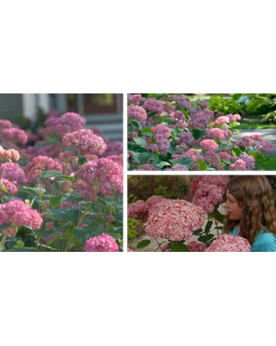 Гортензія деревоподібна Пінк Аннабель | Hydrangea arborescens Pink Annabelle | Гортензия древовидная Пинк Аннабель