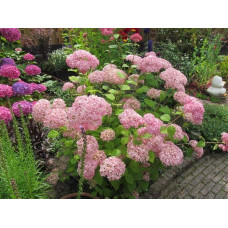 Гортензія деревоподібна Пінк Аннабель | Hydrangea arborescens Pink Annabelle | Гортензия древовидная Пинк Аннабель