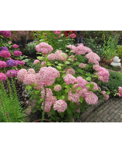 Гортензія деревоподібна Пінк Аннабель | Hydrangea arborescens Pink Annabelle | Гортензия древовидная Пинк Аннабель