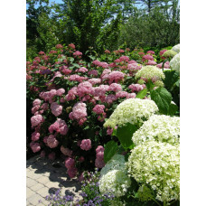 Гортензія деревоподібна Пінк Аннабель | Hydrangea arborescens Pink Annabelle | Гортензия древовидная Пинк Аннабель