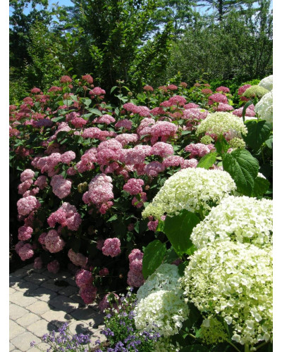 Гортензія деревоподібна Пінк Аннабель | Hydrangea arborescens Pink Annabelle | Гортензия древовидная Пинк Аннабель