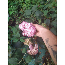 Гортензія деревоподібна Пінк Аннабель | Hydrangea arborescens Pink Annabelle | Гортензия древовидная Пинк Аннабель