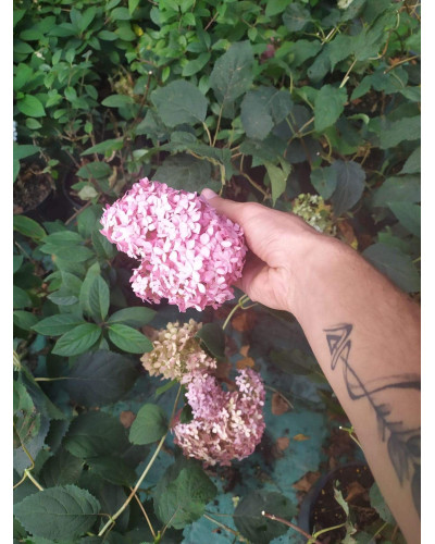 Гортензія деревоподібна Пінк Аннабель | Hydrangea arborescens Pink Annabelle | Гортензия древовидная Пинк Аннабель