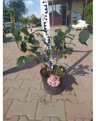Гортензія деревоподібна Пінк Аннабель | Hydrangea arborescens Pink Annabelle | Гортензия древовидная Пинк Аннабель
