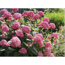 Гортензія деревоподібна Пінк Аннабель | Hydrangea arborescens Pink Annabelle | Гортензия древовидная Пинк Аннабель