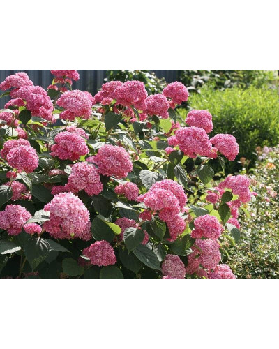 Гортензія деревоподібна Пінк Аннабель | Hydrangea arborescens Pink Annabelle | Гортензия древовидная Пинк Аннабель