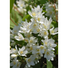 Дейція витончена Ніко |  Deutzia gracilis NikkoДейция изящная Нико | Deutzia gracilis Nikko