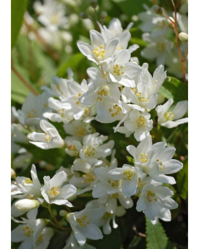 Дейція витончена Ніко | Deutzia gracilis NikkoДейция изящная Нико | Deutzia gracilis Nikko