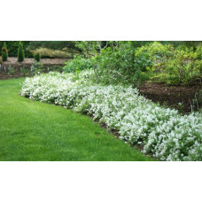 Дейція витончена Ніко |  Deutzia gracilis NikkoДейция изящная Нико | Deutzia gracilis Nikko