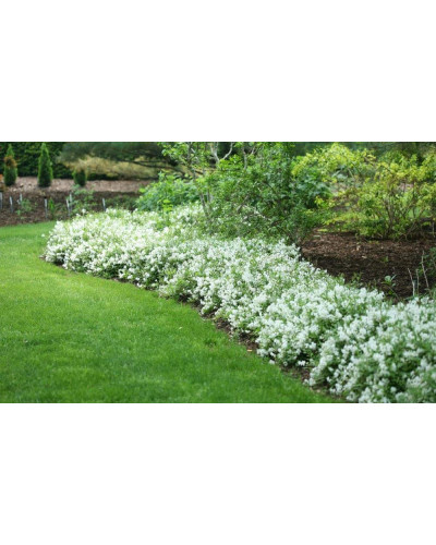 Дейція витончена Ніко | Deutzia gracilis NikkoДейция изящная Нико | Deutzia gracilis Nikko