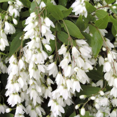 Дейція витончена Ніко |  Deutzia gracilis NikkoДейция изящная Нико | Deutzia gracilis Nikko