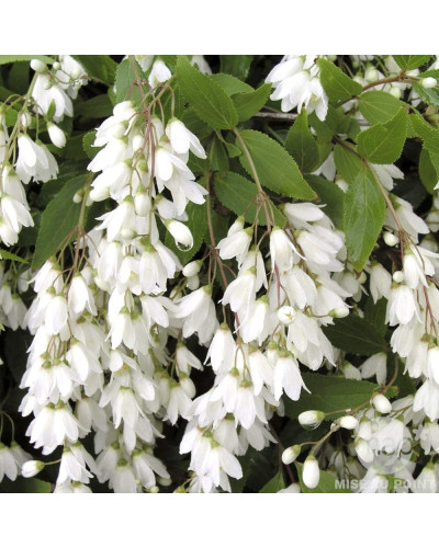 Дейція витончена Ніко | Deutzia gracilis NikkoДейция изящная Нико | Deutzia gracilis Nikko