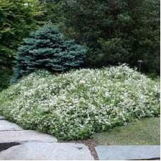 Дейція витончена Ніко |  Deutzia gracilis NikkoДейция изящная Нико | Deutzia gracilis Nikko