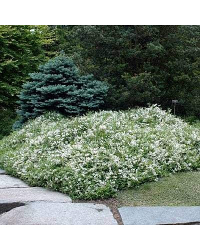 Дейція витончена Ніко | Deutzia gracilis NikkoДейция изящная Нико | Deutzia gracilis Nikko