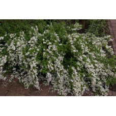 Дейція витончена Ніко |  Deutzia gracilis NikkoДейция изящная Нико | Deutzia gracilis Nikko