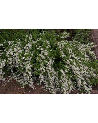 Дейція витончена Ніко | Deutzia gracilis NikkoДейция изящная Нико | Deutzia gracilis Nikko