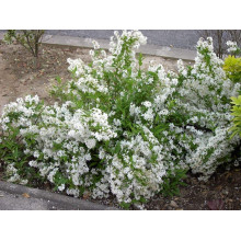 Дейція витончена Ніко |  Deutzia gracilis NikkoДейция изящная Нико | Deutzia gracilis Nikko