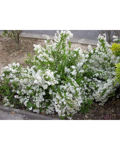 Дейція витончена Ніко | Deutzia gracilis NikkoДейция изящная Нико | Deutzia gracilis Nikko