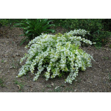 Дейція витончена Ніко |  Deutzia gracilis NikkoДейция изящная Нико | Deutzia gracilis Nikko