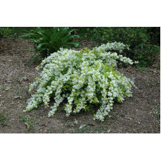 Дейція витончена Ніко |  Deutzia gracilis NikkoДейция изящная Нико | Deutzia gracilis Nikko