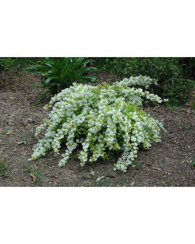 Дейція витончена Ніко | Deutzia gracilis NikkoДейция изящная Нико | Deutzia gracilis Nikko
