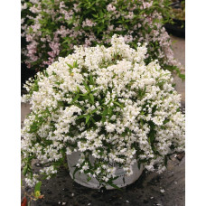 Дейція витончена Ніко |  Deutzia gracilis NikkoДейция изящная Нико | Deutzia gracilis Nikko