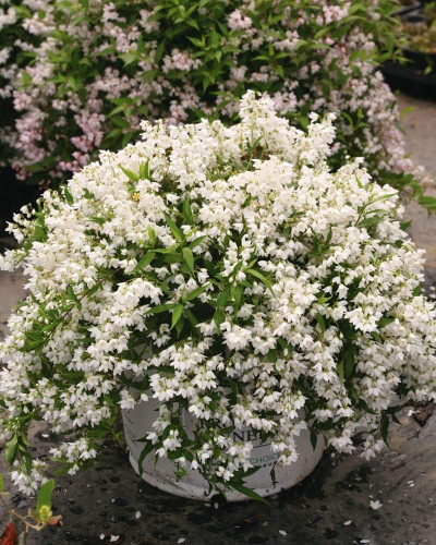 Дейція витончена Ніко | Deutzia gracilis NikkoДейция изящная Нико | Deutzia gracilis Nikko