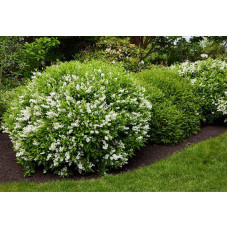 Дейція витончена Ніко |  Deutzia gracilis NikkoДейция изящная Нико | Deutzia gracilis Nikko