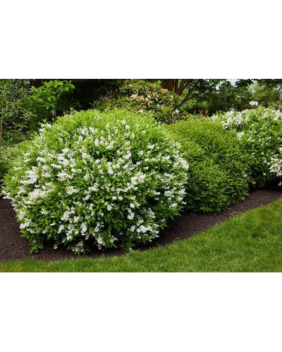 Дейція витончена Ніко | Deutzia gracilis NikkoДейция изящная Нико | Deutzia gracilis Nikko