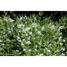 Дейція витончена Ніко |  Deutzia gracilis NikkoДейция изящная Нико | Deutzia gracilis Nikko